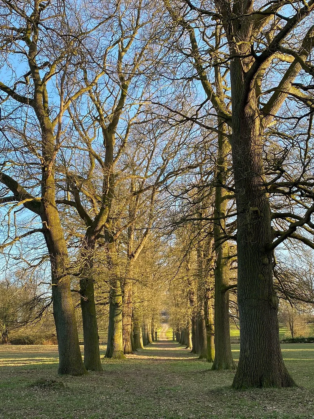 Tree-lined avenue near the park